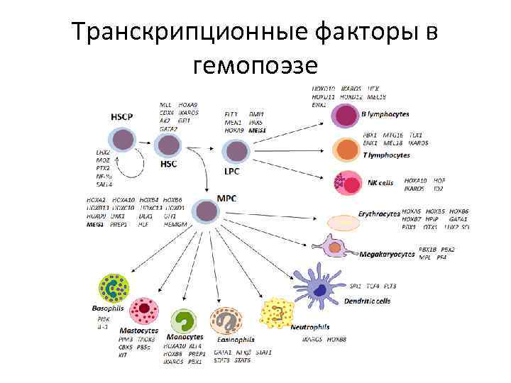 Транскрипционные факторы в гемопоэзе 