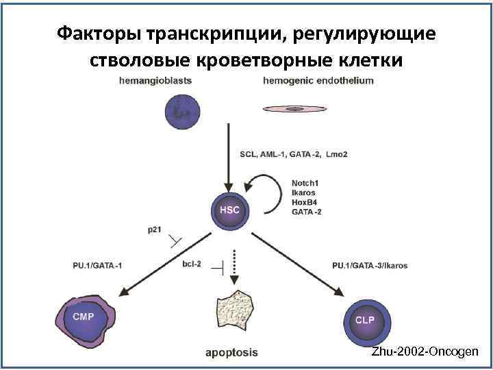 Дифференцировка клеток этапы. Факторы дифференцировки стволовых клеток. Кроветворные стволовые клетки маркеры.