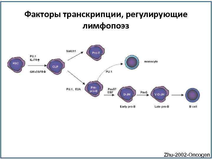 Этапы лимфопоэза т-клеток. Лимфоцитопоэз этапы.