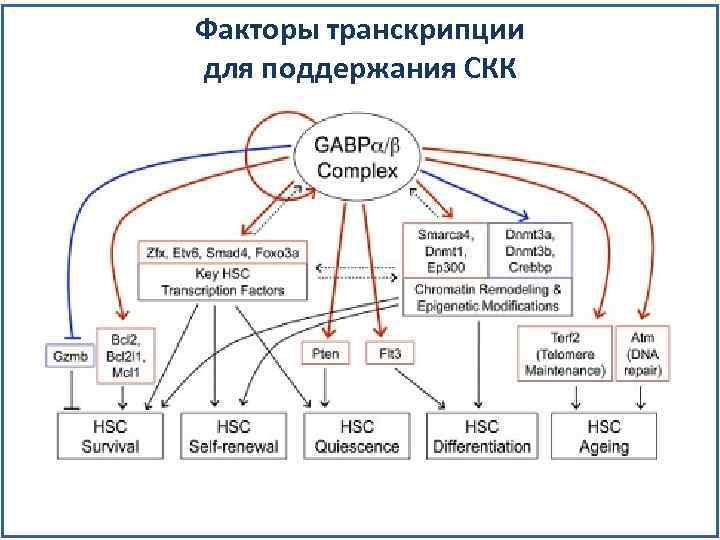 Факторы транскрипции для поддержания СКК 