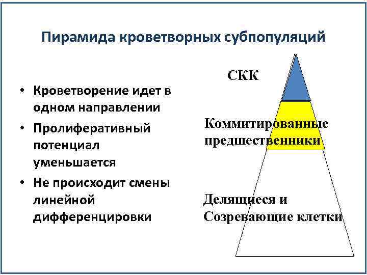 Пирамида кроветворных субпопуляций • Кроветворение идет в одном направлении • Пролиферативный потенциал уменьшается •