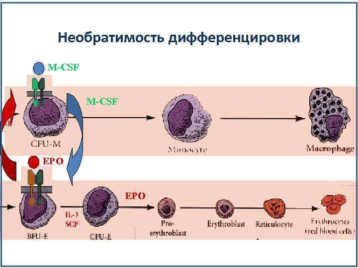 Дифференцировка клеток этапы. Схема дифференцировки клеток крови. Дифференцировка лейкоцитов. Дифференцировка эритроцитов. Дифференцировка клеток лекция.