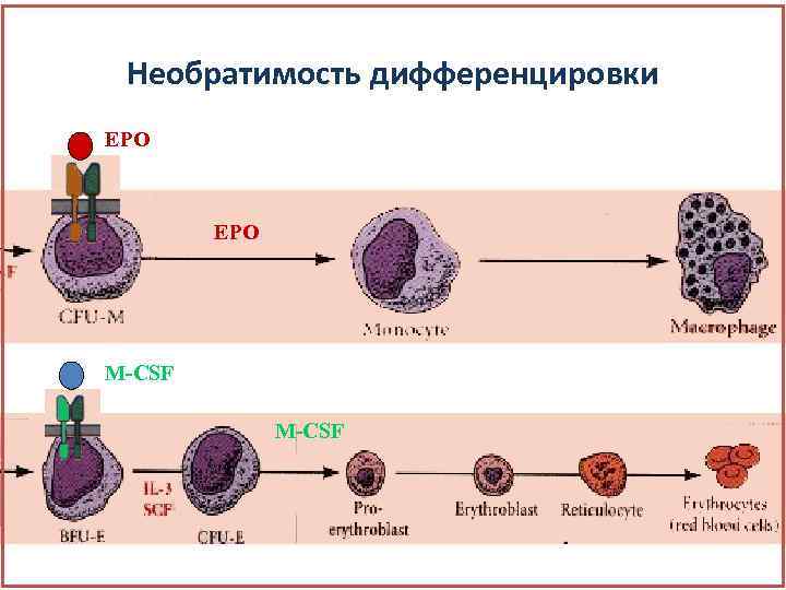 Процесс дифференцировки. Дифференцировка. Дифференцировка СКК. В основе процесса дифференцировки лежит:. Для процесса дифференцировки характерно:.