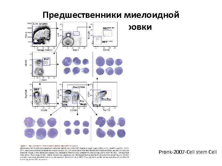 Предшественники миелоидной дифференцировки Pronk-2007 -Cell stem Cell 