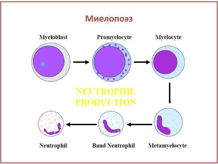 Миелопоэз 