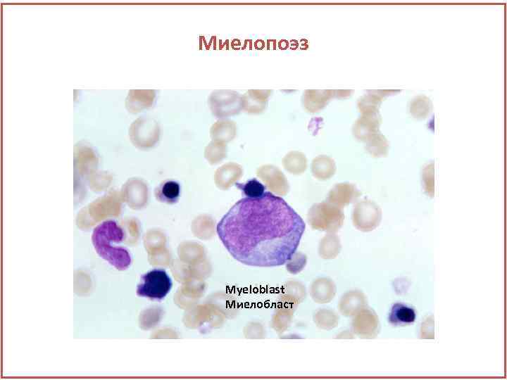 Миелопоэз Myeloblast Миелобласт 