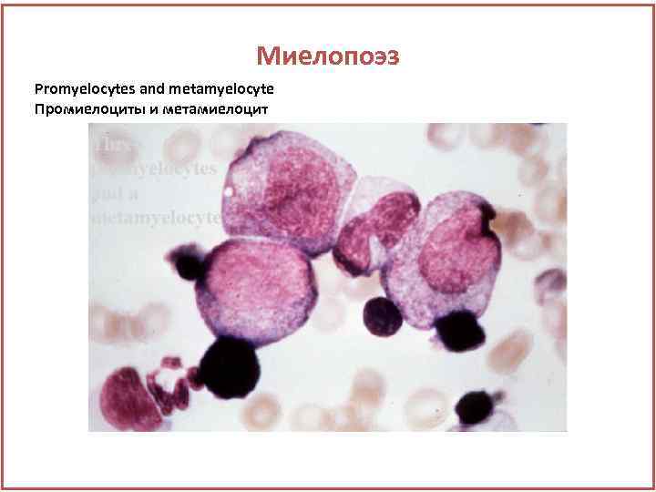 Миелопоэз Promyelocytes and metamyelocyte Промиелоциты и метамиелоцит 