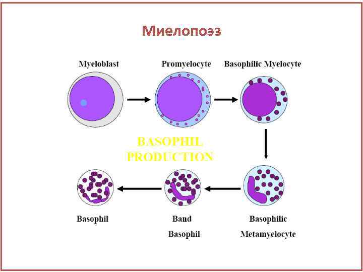 Миелопоэз 