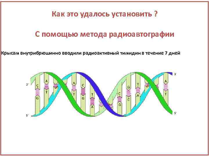 Как это удалось установить ? С помощью метода радиоавтографии Крысам внутрибрюшинно вводили радиоактивный тимидин