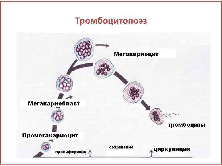 Тромбоцитопоэз 