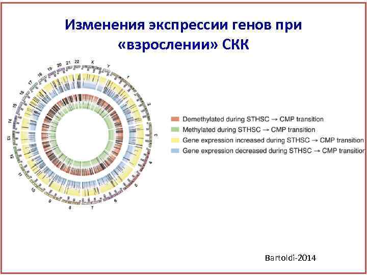 Изменения экспрессии генов при «взрослении» СКК Bartoldi-2014 