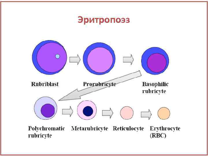 Дифференцировка на слои