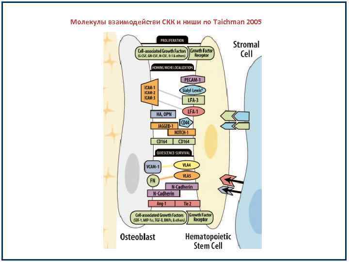 Молекулы взаимодействи СКК и ниши по Taichman 2005 