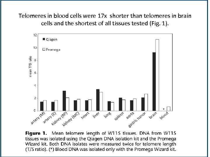 Telomeres in blood cells were 17 х shorter than telomeres in brain cells and