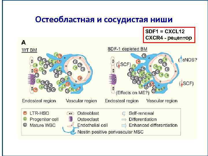 Остеобластная и сосудистая ниши SDF 1 = CXCL 12 CXCR 4 - рецептор 