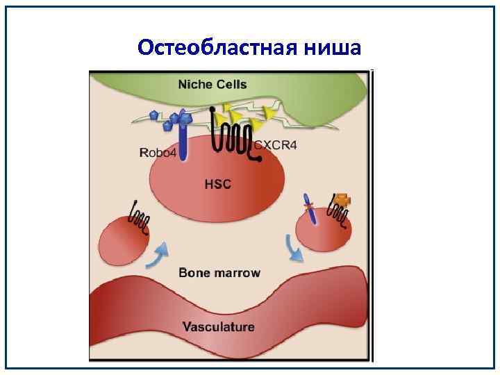 Остеобластная ниша 