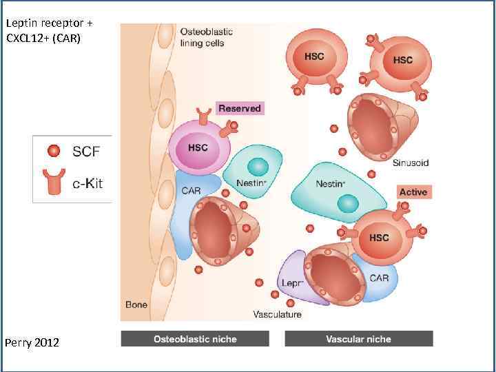 Leptin receptor + CXCL 12+ (CAR) Perry 2012 