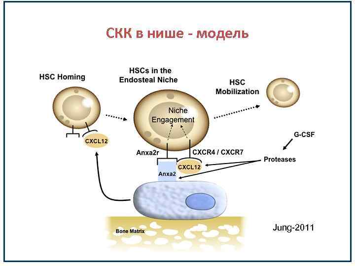 СКК в нише - модель Jung-2011 