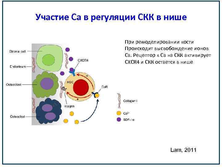 Участие Са в регуляции СКК в нише При ремоделировании кости Происходит высвобождение ионов Са.