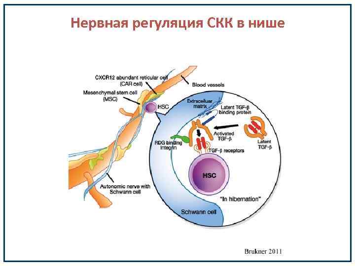 Нервная регуляция СКК в нише 