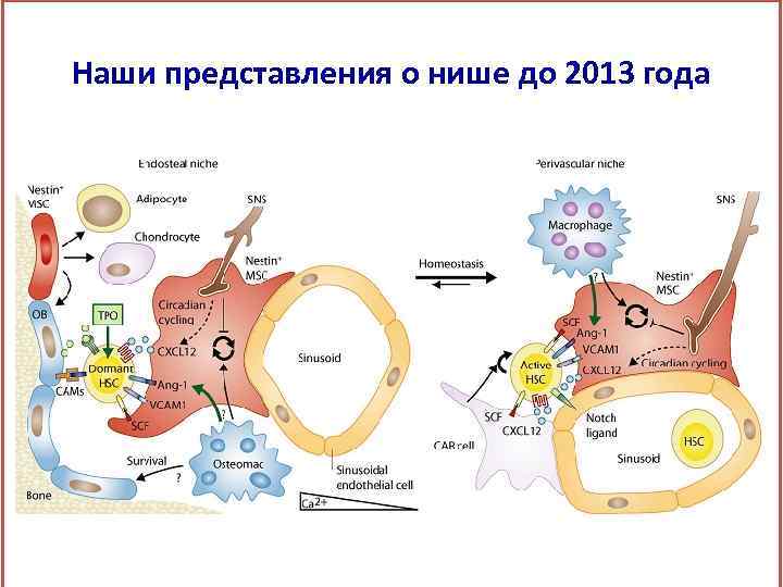 Наши представления о нише до 2013 года 