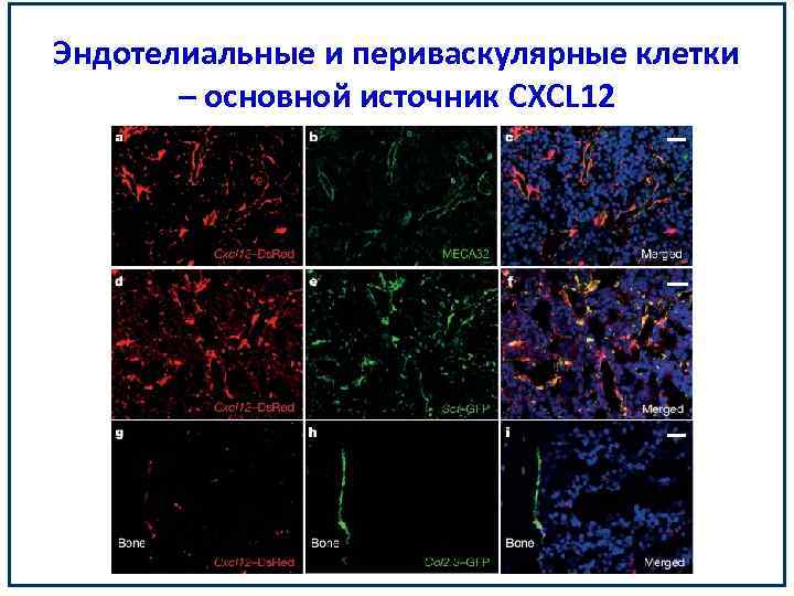 Эндотелиальные и периваскулярные клетки – основной источник CXCL 12 