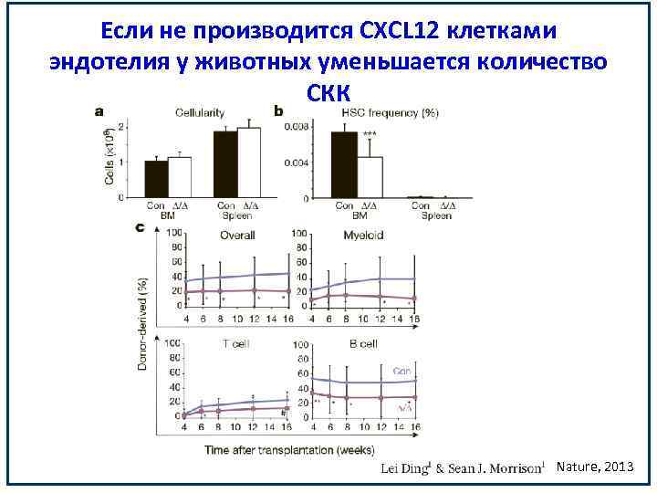 Если не производится CXCL 12 клетками эндотелия у животных уменьшается количество СКК Nature, 2013