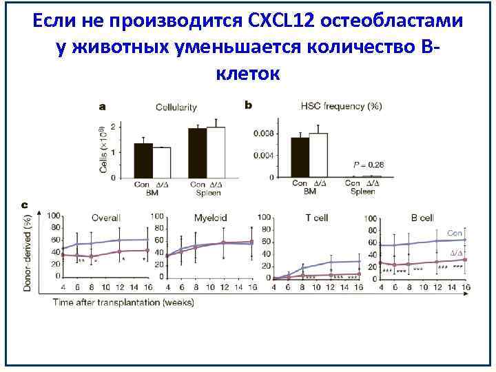 Если не производится CXCL 12 остеобластами у животных уменьшается количество Вклеток 