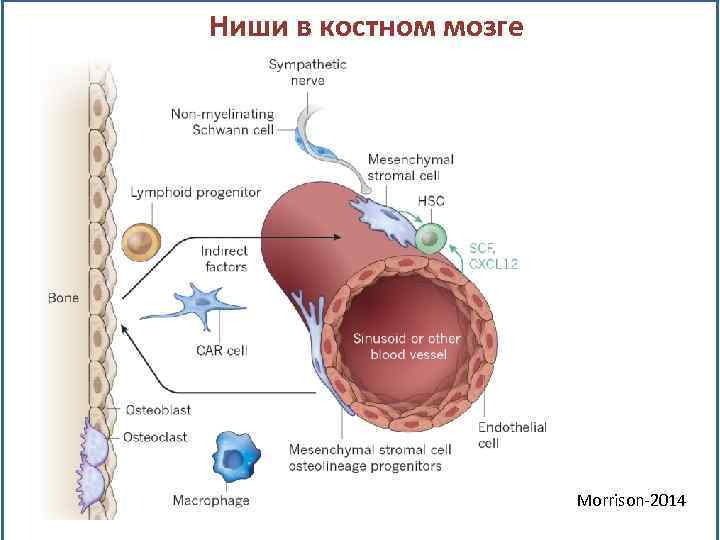 Ниши в костном мозге Morrison-2014 