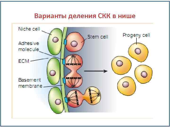 Варианты деления СКК в нише 