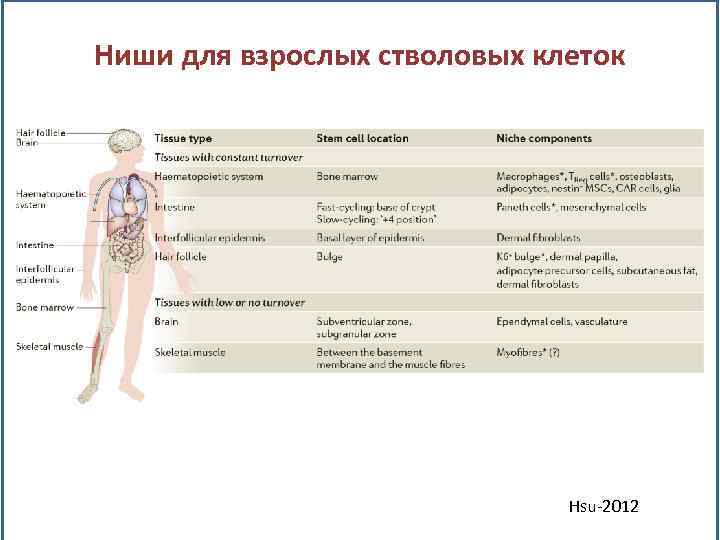 Ниши для взрослых стволовых клеток Hsu-2012 