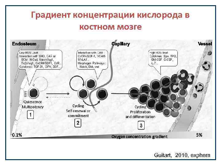 Градиент концентрации кислорода в костном мозге Guitart, 2010, exphem 