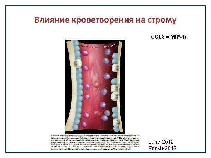 Влияние кроветворения на строму CCL 3 = MIP-1 a Lane-2012 Fricsh-2012 