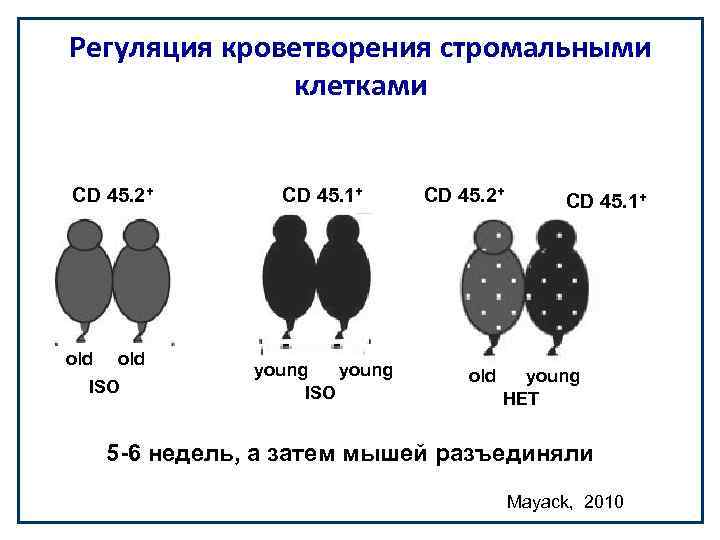 Регуляция кроветворения стромальными клетками CD 45. 2+ old ISO CD 45. 1+ young ISO