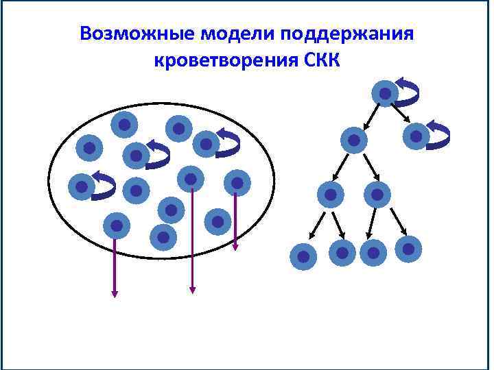 Возможные модели поддержания кроветворения СКК 