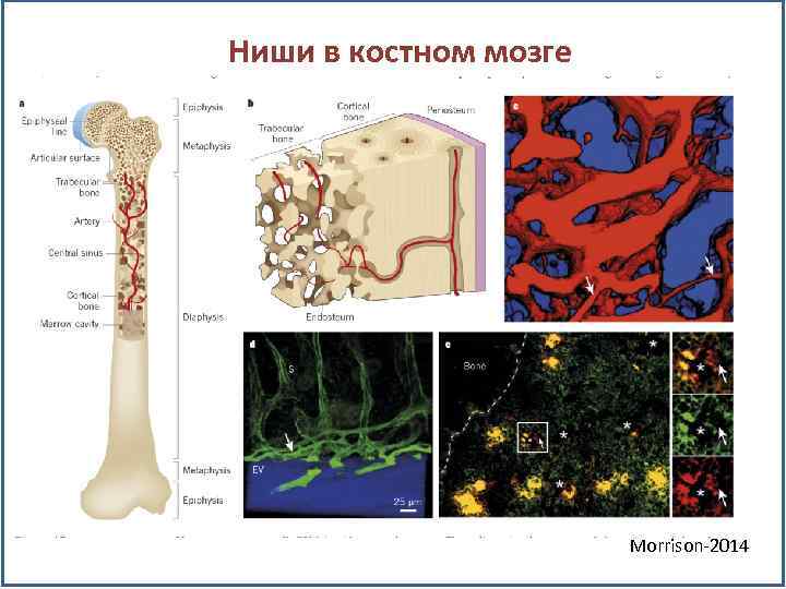 Ниши в костном мозге Morrison-2014 