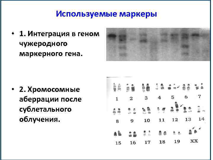 Используемые маркеры • 1. Интеграция в геном чужеродного маркерного гена. • 2. Хромосомные аберрации