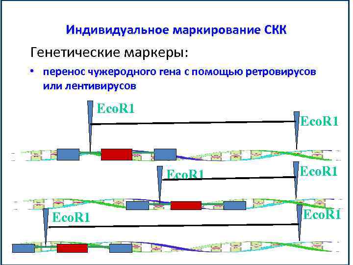 Индивидуальное маркирование СКК Генетические маркеры: • перенос чужеродного гена с помощью ретровирусов или лентивирусов