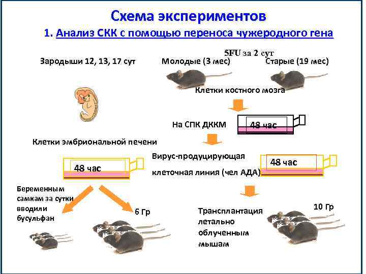 Схема экспериментов 1. Анализ СКК с помощью переноса чужеродного гена 5 FU за 2