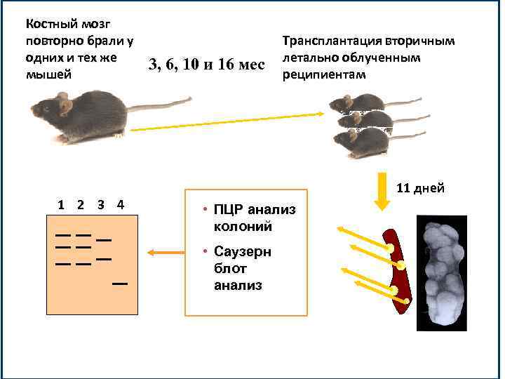 Костный мозг повторно брали у одних и тех же мышей 1 2 3 4