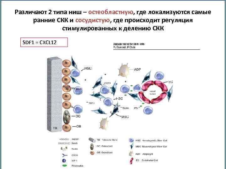 Различают 2 типа ниш – остеобластную, где локализуются самые ранние СКК и сосудистую, где