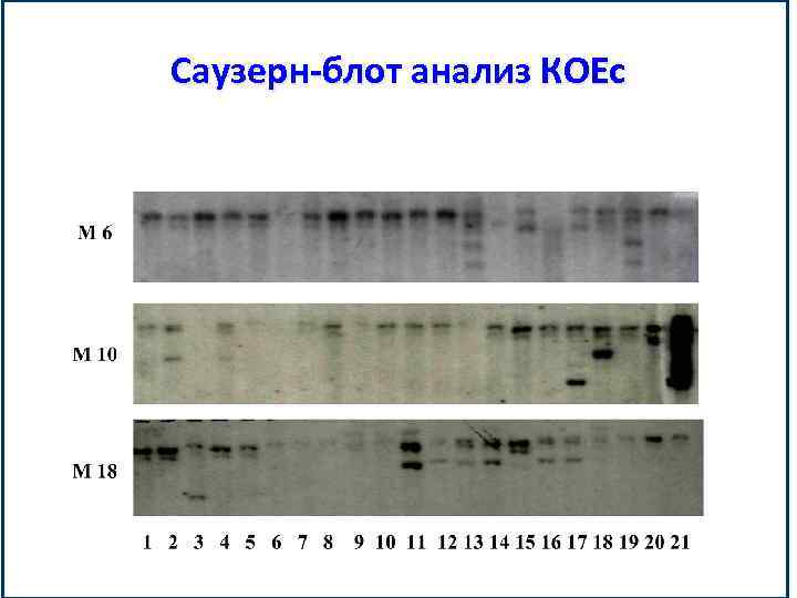 Саузерн-блот анализ КОЕс 