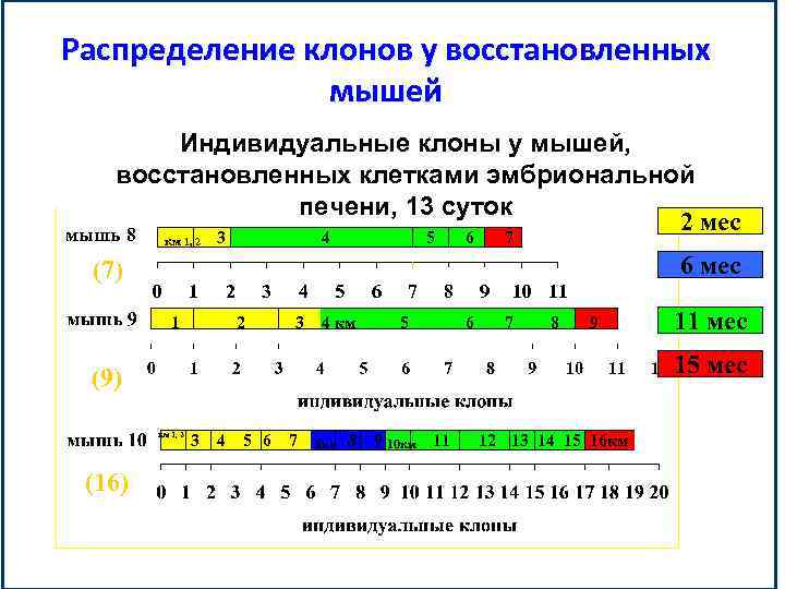 Распределение клонов у восстановленных мышей Индивидуальные клоны у мышей, восстановленных клетками эмбриональной печени, 13