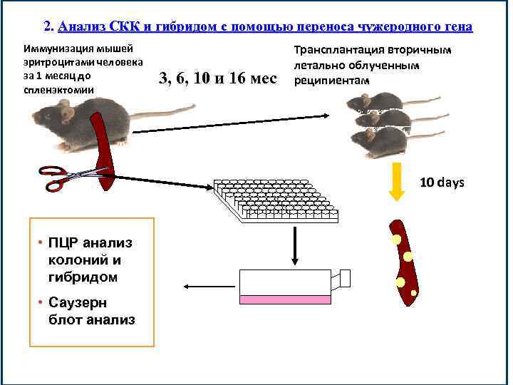 2. Анализ СКК и гибридом с помощью переноса чужеродного гена Иммунизация мышей эритроцитами человека