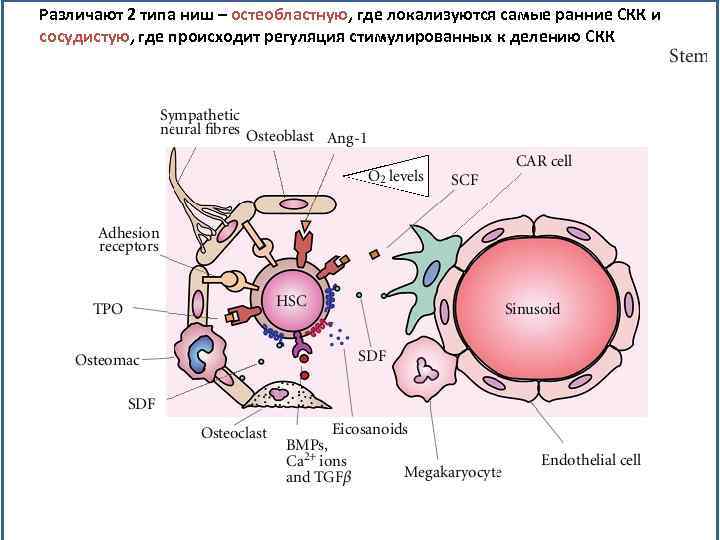 Различают 2 типа ниш – остеобластную, где локализуются самые ранние СКК и сосудистую, где