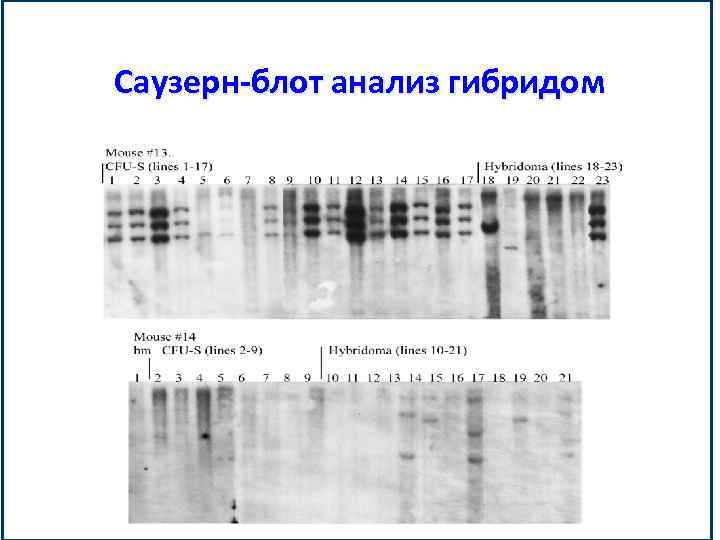 Саузерн-блот анализ гибридом 