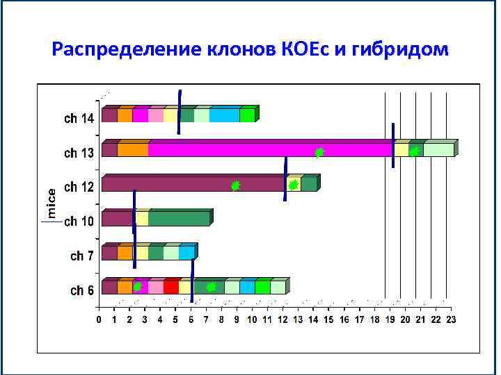 Распределение клонов КОЕс и гибридом 