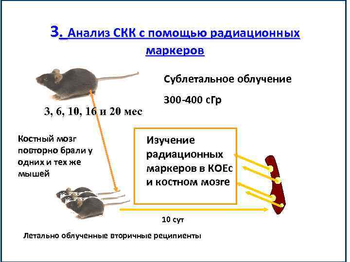 3. Анализ СКК с помощью радиационных маркеров Сублетальное облучение 3, 6, 10, 16 и