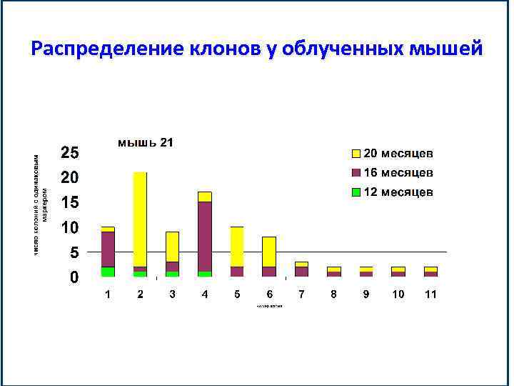 Распределение клонов у облученных мышей 