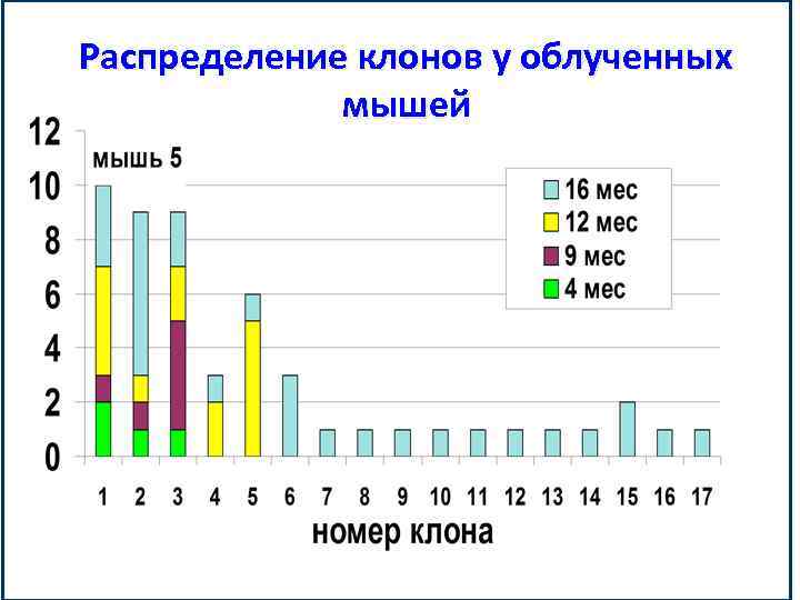 Распределение клонов у облученных мышей 